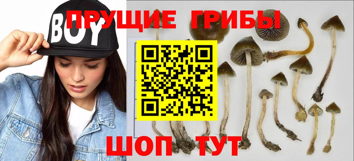 Псилоцибиновые грибы GOLDEN TEACHER Кыштым